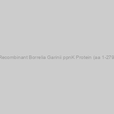 Image of Recombinant Borrelia Garinii ppnK Protein (aa 1-279)